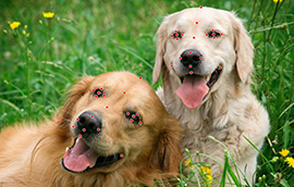 意昂3平台：别再整顿职场了，AI正在整顿你的饭碗